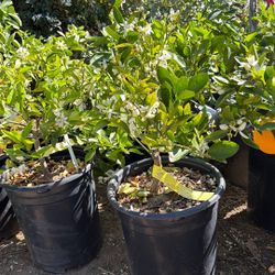 Washington Navel  🍊 