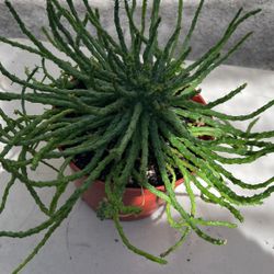 Medusa succulent