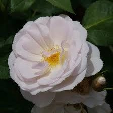 Rose Flavourete Pear'D