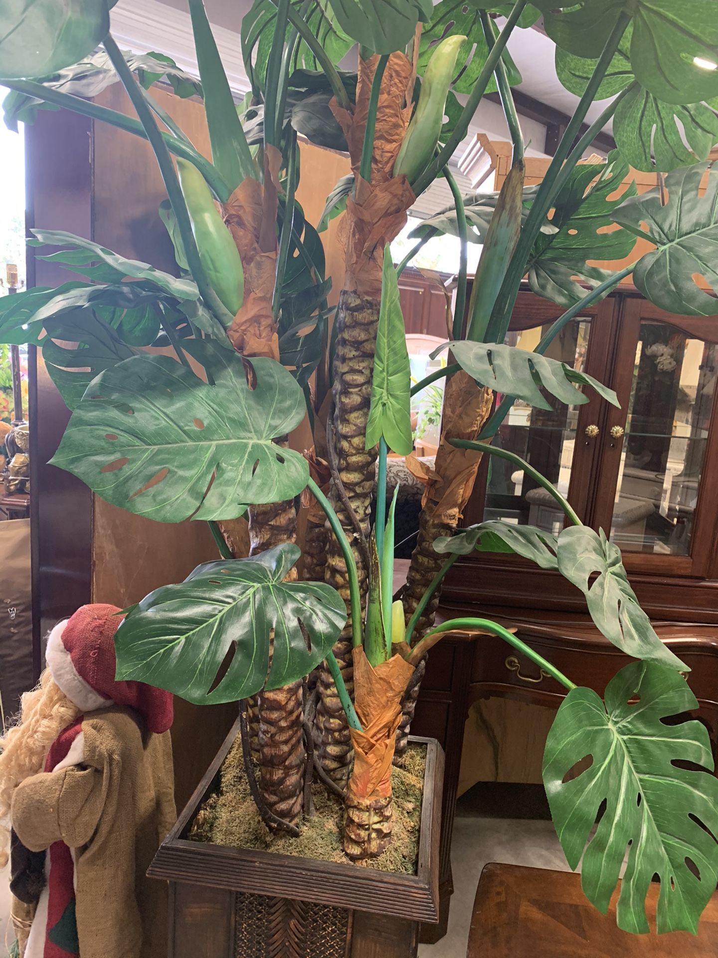Tall Tree