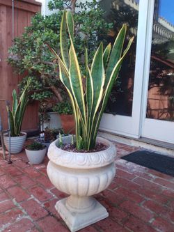 Snake Plant (Mother-in-law plant)