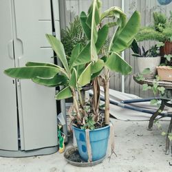 Banana trees (6) dwarf in planter