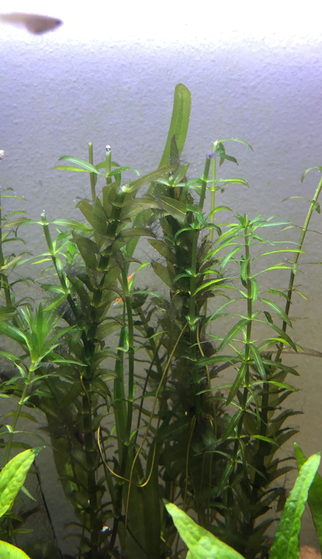 Aquarium plant trimming