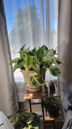 Snow queen pothos cutting