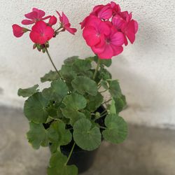 Geranium Outdoor Plant, In 1 Gallon Pot Pick Up Only