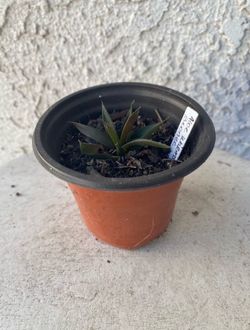 3 Inch Pot Rare Succulent Plant - Aloe - Walmsley's Bronze - Rooted & Established - Drought Resistant - 🪴
