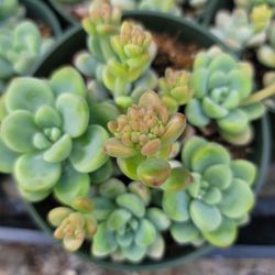 Succulent