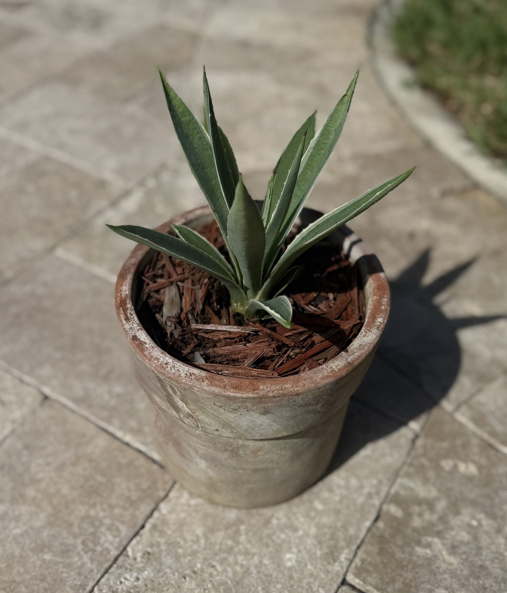 Agave angustifolia, commonly known as the Caribbean Agave or Narrow Leaf Agave. Plant/Pot. 