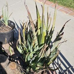 Aloe Vera