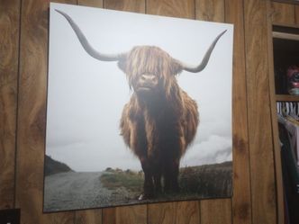 Bull picture