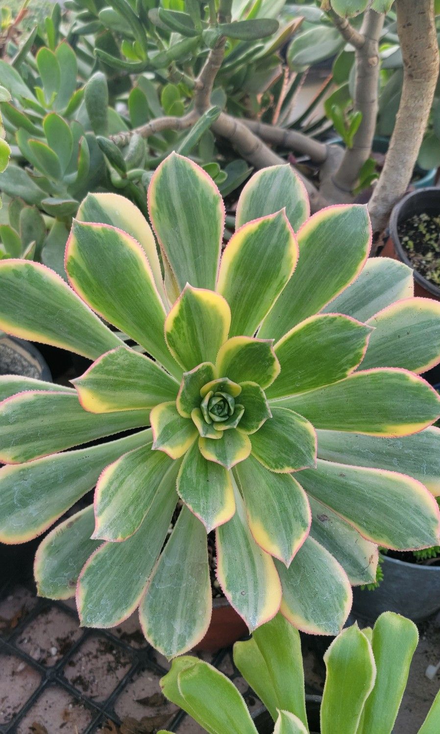 Suculentas Y Cactus π΅ π 10 Each