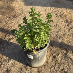 🌿 5-Gallon Mint Plant