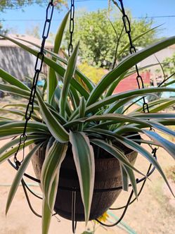 Spider plant/ Mala madre