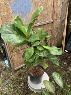 Indoor Fiddle leaf
