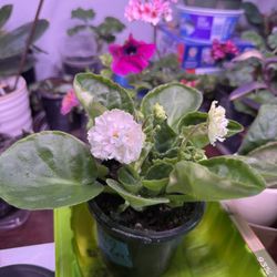 Snow White African Violet Blooming In Pot Gorgeous 