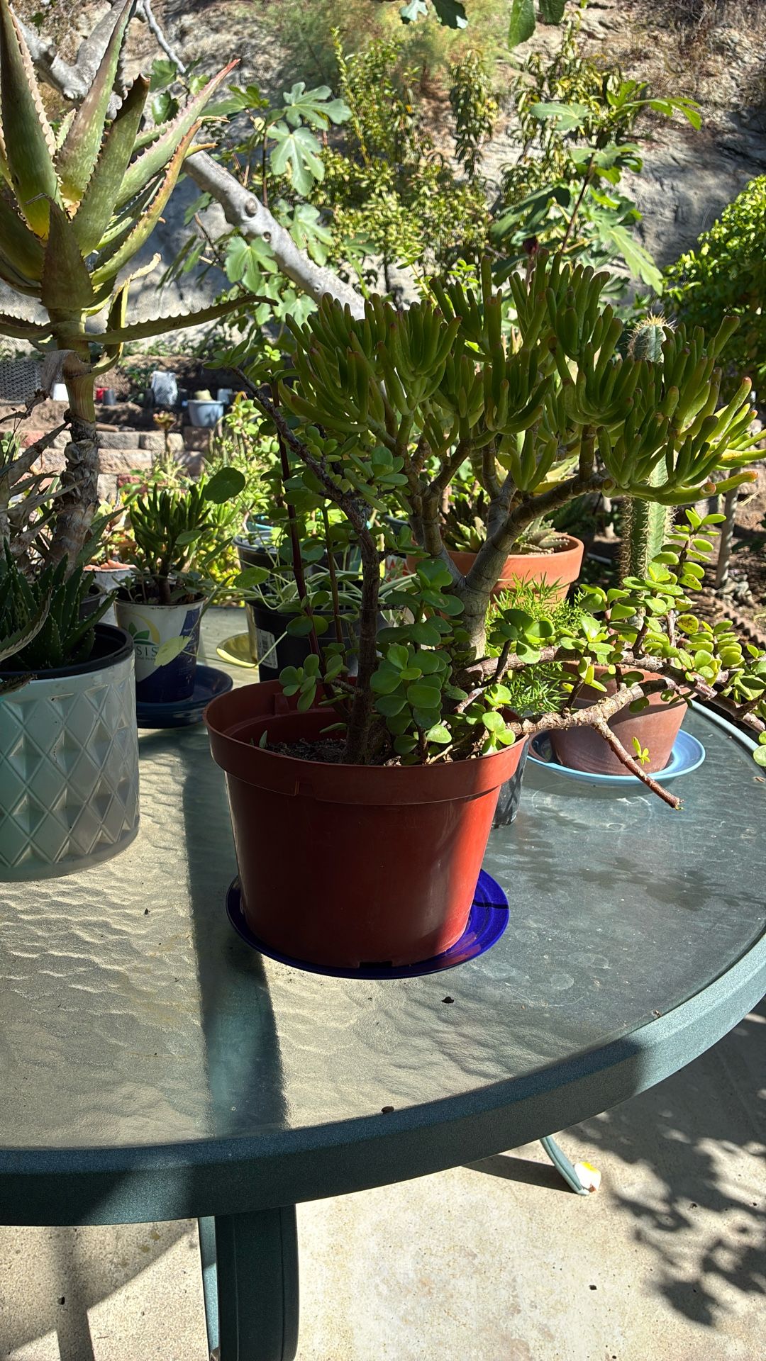Succulent Elephant Bush Plus Corral Plant or gollum Jade