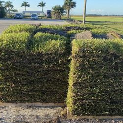 FRESH CUT ST AUGUSTINE SOD
