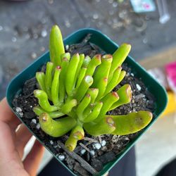 succulent & training pot for $5