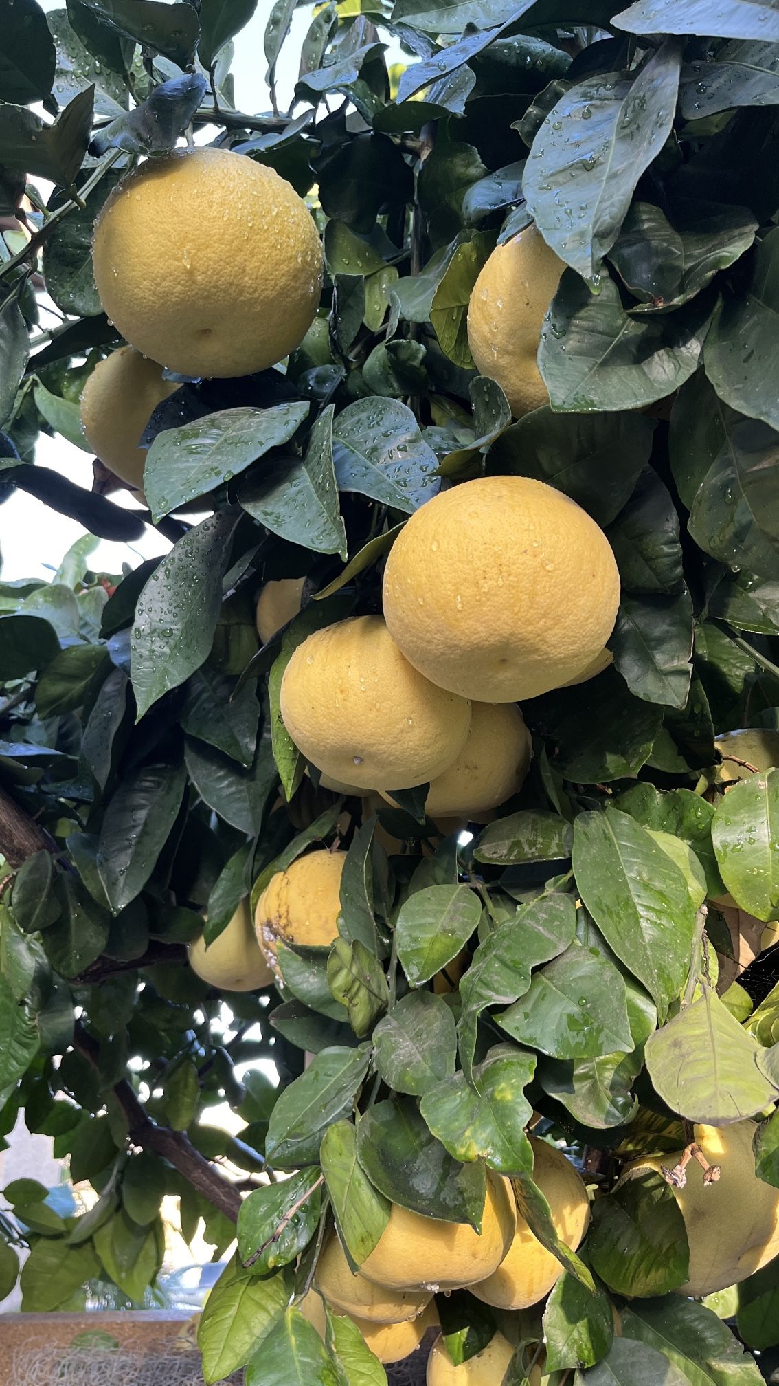 Pomelo - Fresh Citrus Fruit - Tree Ripened