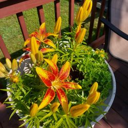 Flower In Pot With Stand