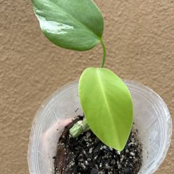 Monstera Deliciosa Albo Rooted Variegated Plant 