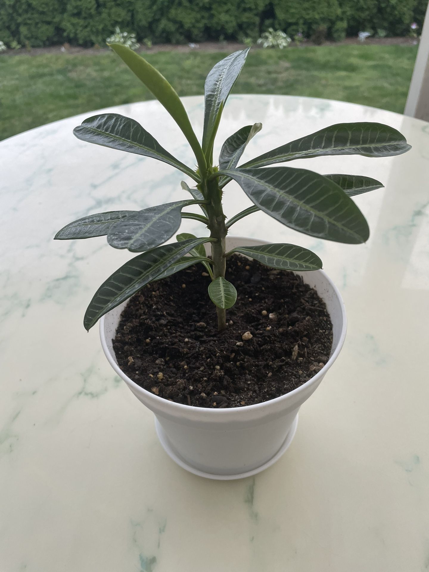 The Madagascar Palm Tree ‘Pachypodium Lamerei’ (Out/In Door Life Plant)