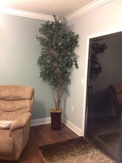 Nice tall tree
