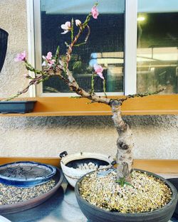 natural fertilizer for indoor plants Indoor Plant Fertilizer - Best Fertilizer for Plants main image 0