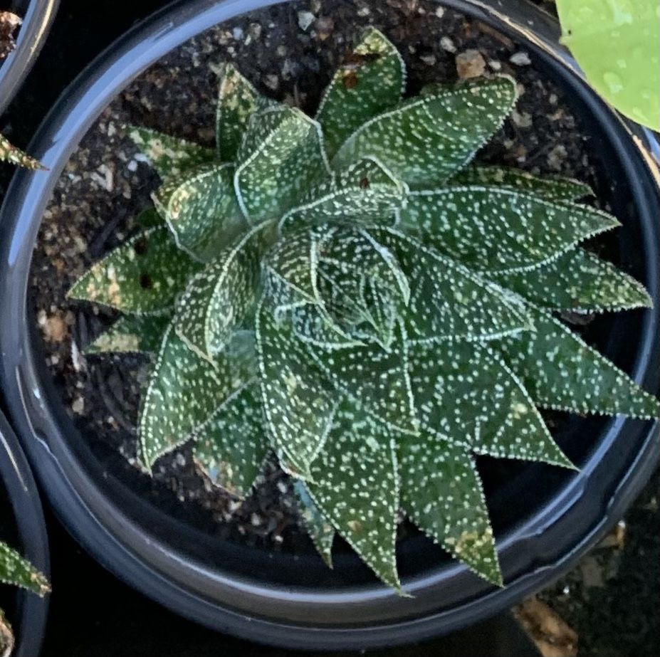 Haworthia Zebra Plants