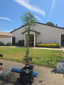 Queen palm tree very cheap at 20.00
