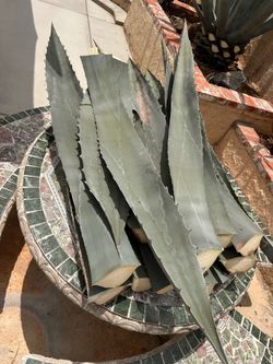 Agave clipping