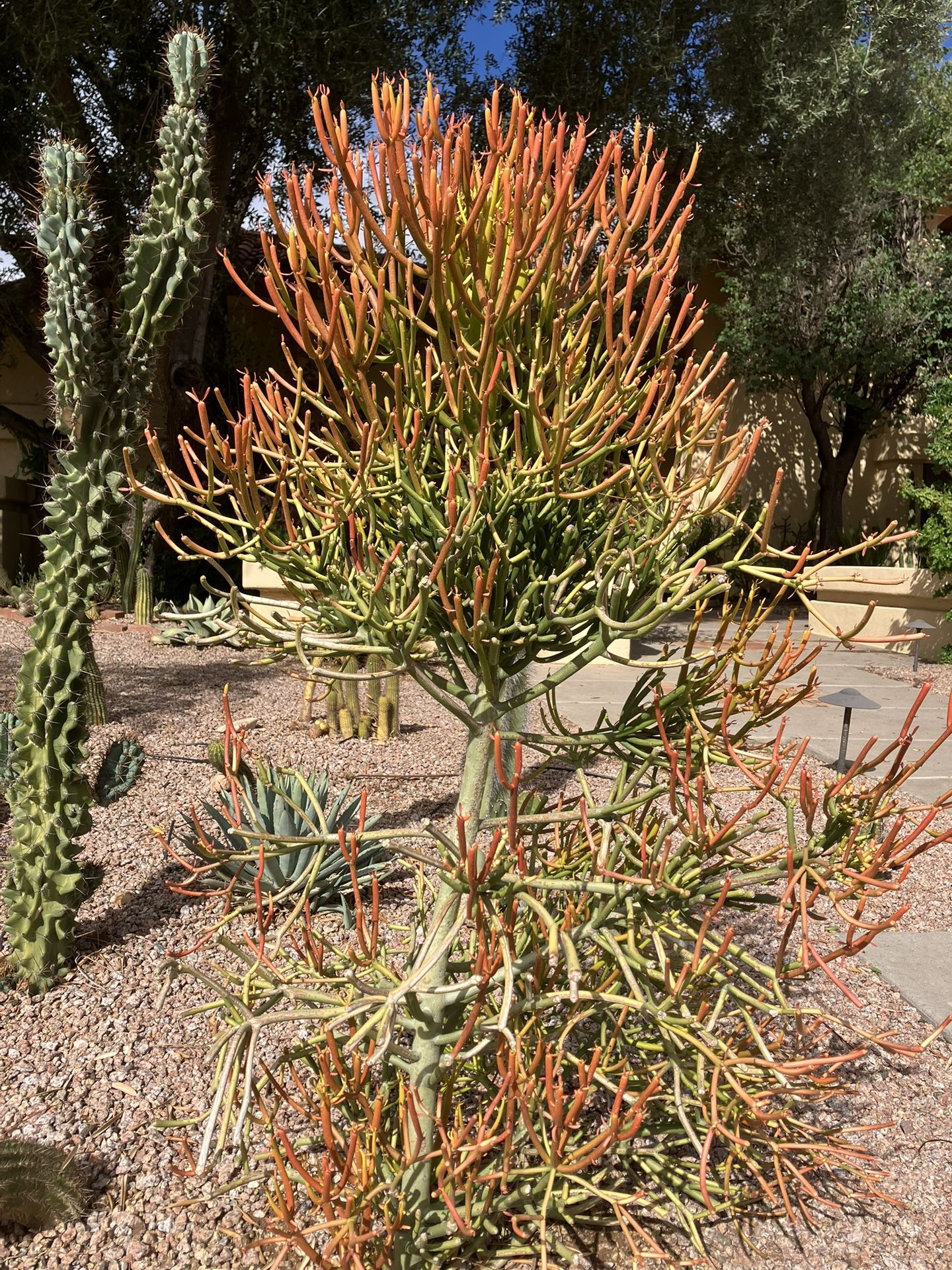 Firestick Succulent