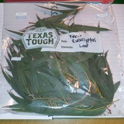 FRESH EUCALYPTUS LEAF...