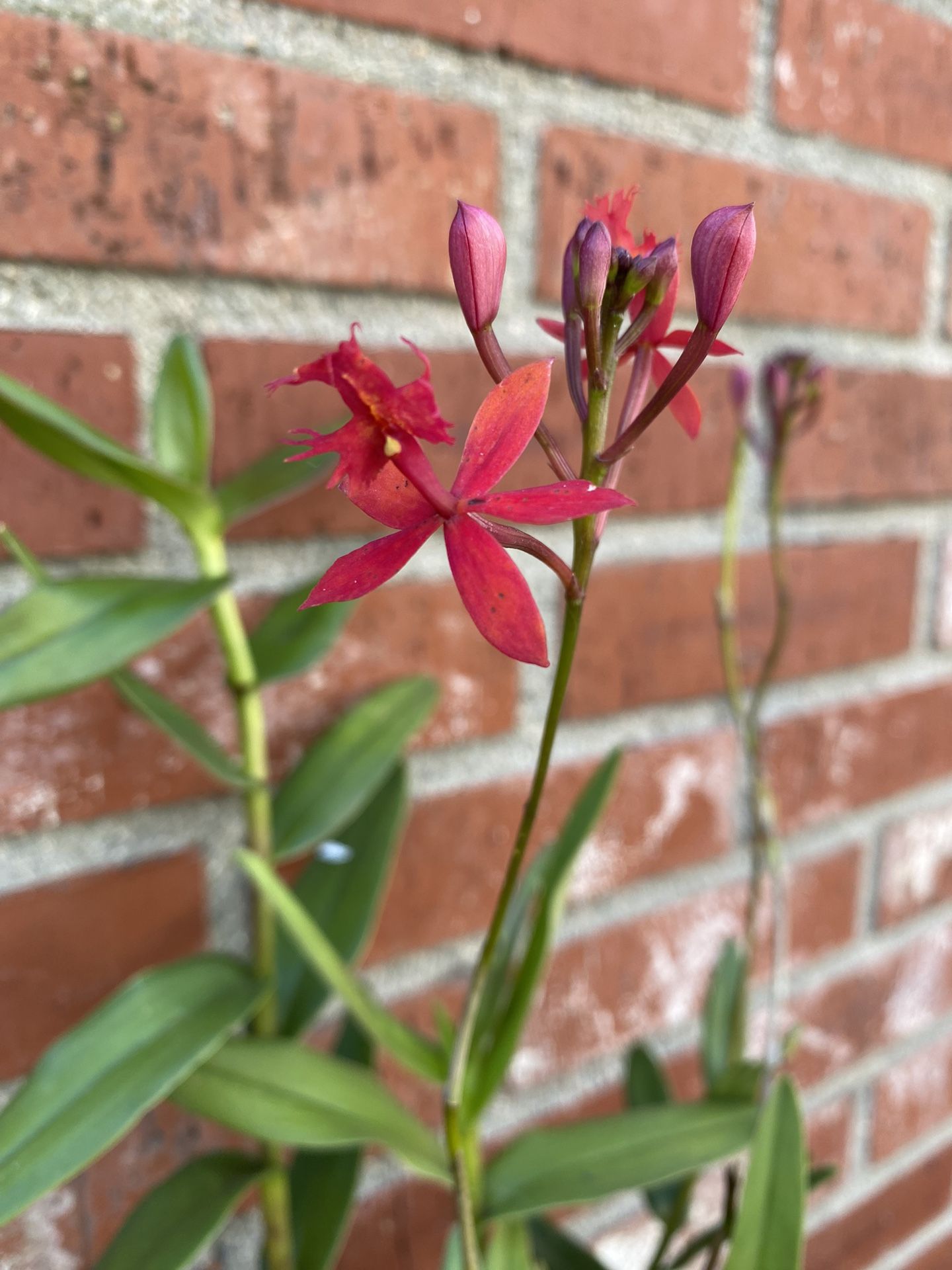 Epidendrum orchid