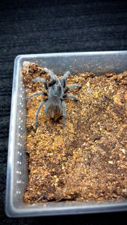 Enclosure for pet reptile
