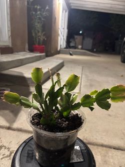 Thanksgiving cactus