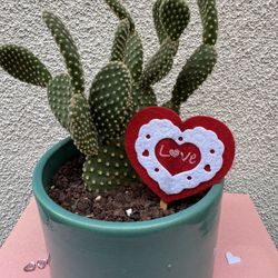 Valentines Gift Bunny Ears Cactus Plant