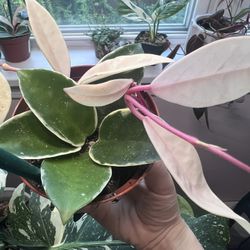 Hoya KRIMSON Queen