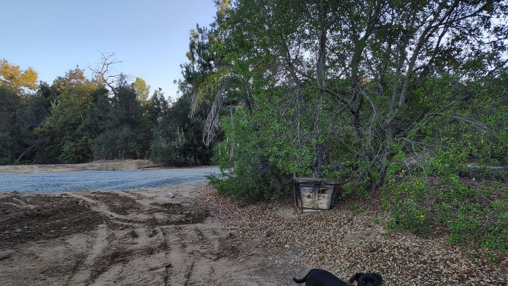 Oak Trees Palm Trees Fire Wood Oak Plants