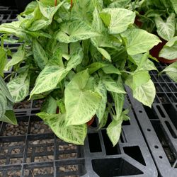 Arrowhead Syngonium