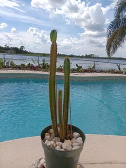 3 Peruvian Seed Grown Apple Cactus In Pot $25 -Ship $10 -White Flowers Red Edible Fruit 