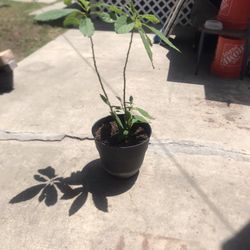 Plants 