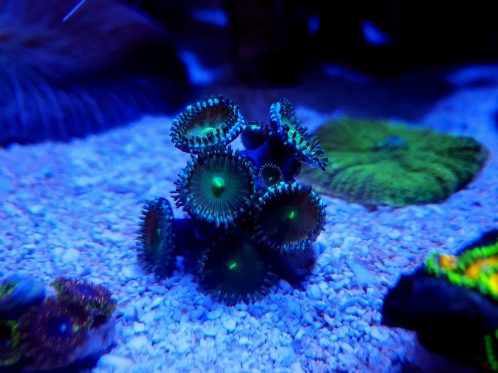 Radioactive Dragon Zoa Colony (10 Polyps+)