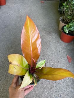 5” pot philodendron orange (indoor) 95820
