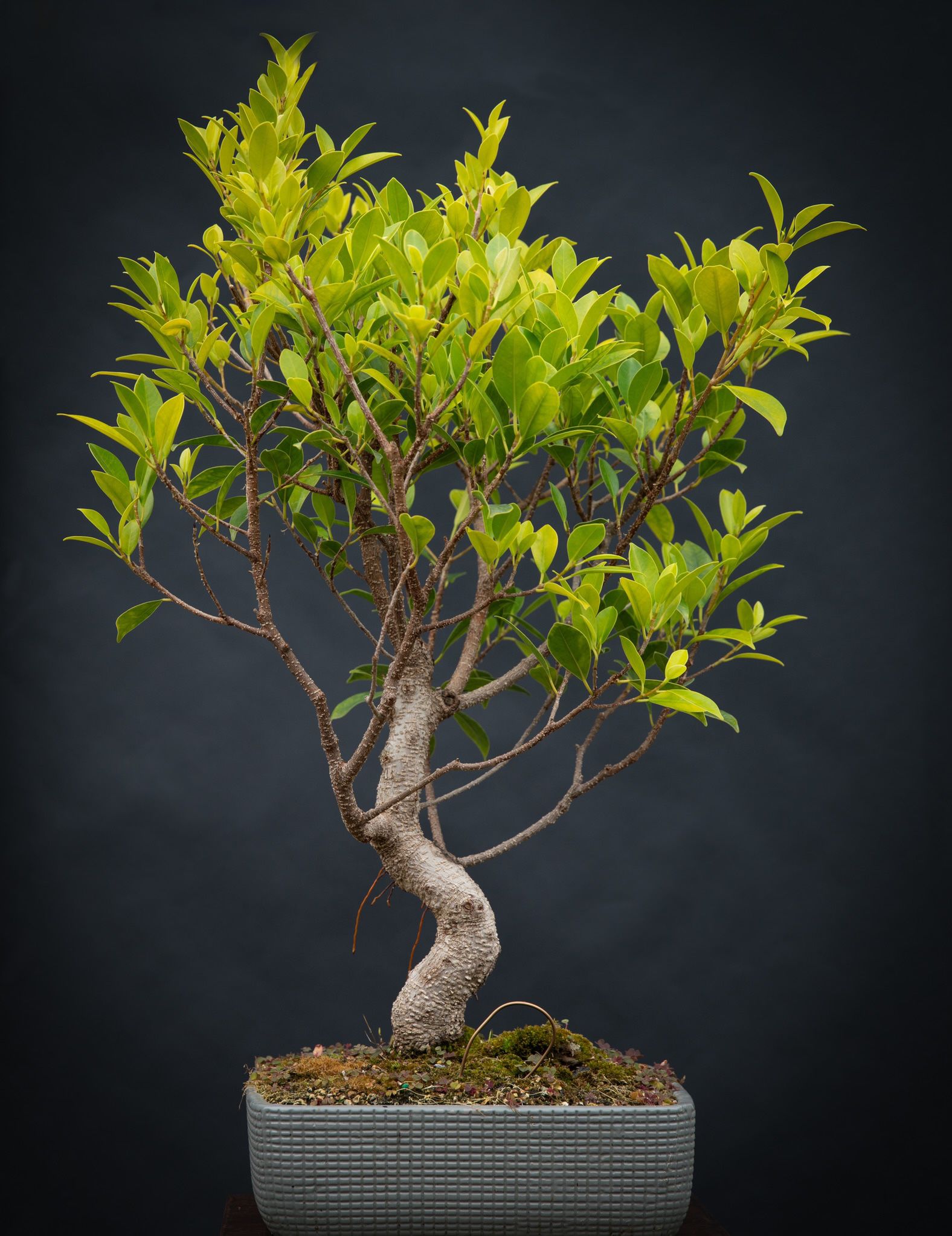 Ficus Bonsai  (Indoor) - 22” High In 10”x10” Ceramic Pot