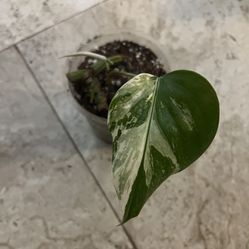 Variegated Monstera Albo Plant (pls Read Description Below)