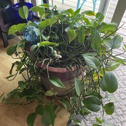 Indoor Golden Pothos 🪴 Plant With Beautiful Huge Terra Cotta Ceramic Planter 