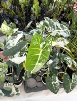 Alocasia Frydreak Variegated- 4inch