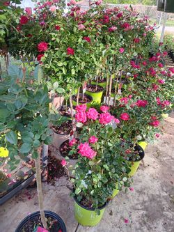 Rosas