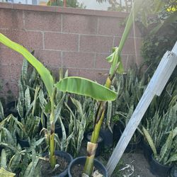 Thai Banana
